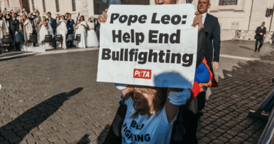 Copertina di Loredana Cannata arrestata in Vaticano, l’attrice scavalca le transenne con un messaggio per il Papa: “Aiutaci ad abolire la corrida”