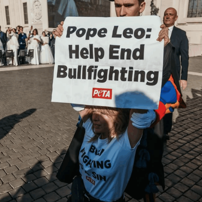 Loredana Cannata arrestata in Vaticano, l’attrice scavalca le transenne con un messaggio per il Papa: “Aiutaci ad abolire la corrida”