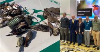 Copertina di Bracconaggio in crescita, l’allarme arriva dalla Lombardia: “Incentivato dalla politica, la legge del centrodestra aggrava il fenomeno”