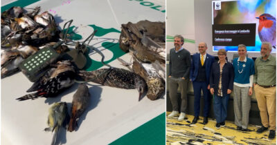 Copertina di Bracconaggio in crescita, l’allarme arriva dalla Lombardia: “Incentivato dalla politica, la legge del centrodestra aggrava il fenomeno”