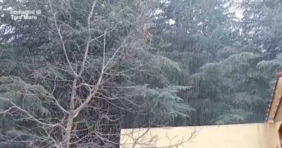 Copertina di Prima neve in Sardegna, fiocchi bianchi sul Gennargentu: imbiancato anche il Monte Limbara – Video