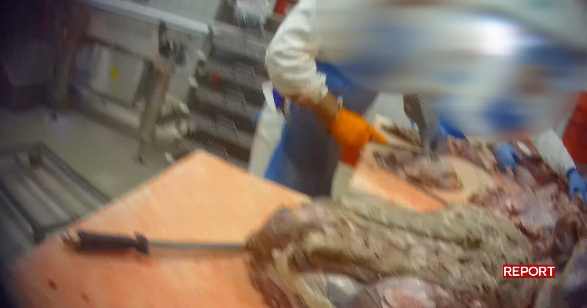 Roast beef congelato e scaduto venduto come fresco? Report torna all’interno del macello del Mantovano – Video