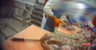 Copertina di Carne scaduta, ricongelata e messa sul mercato. L’inchiesta di Report sul macello leader nell’import | Il video