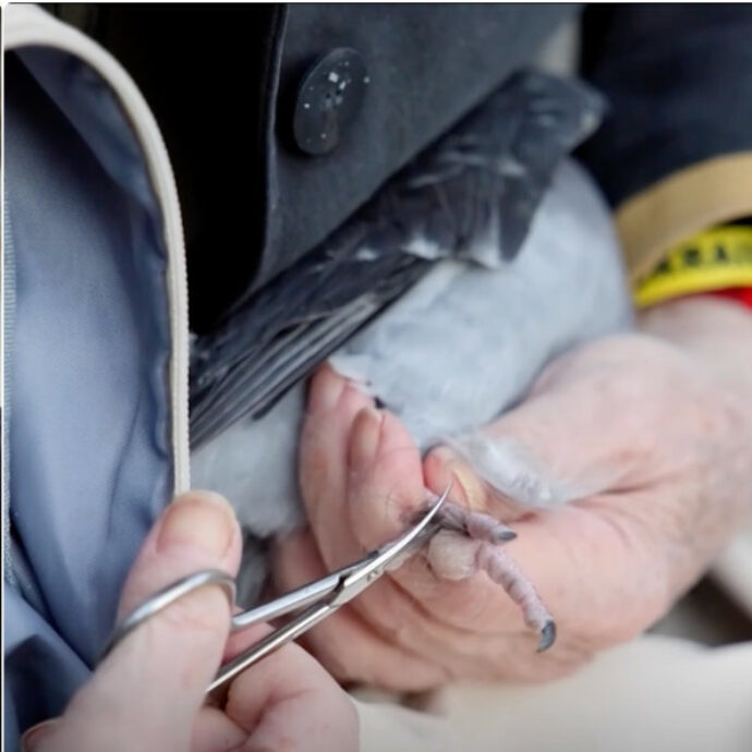 “Salvo i piccioni dai capelli umani. Se si aggrovigliano intorno alle zampe non possono più muoversi né accoppiarsi, fino a perdere le dita”: la storia di Catherine Hervais