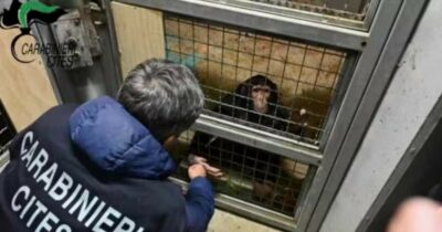 Copertina di Scimpanzé in catene in una gabbia liberato dai carabinieri a Siracusa