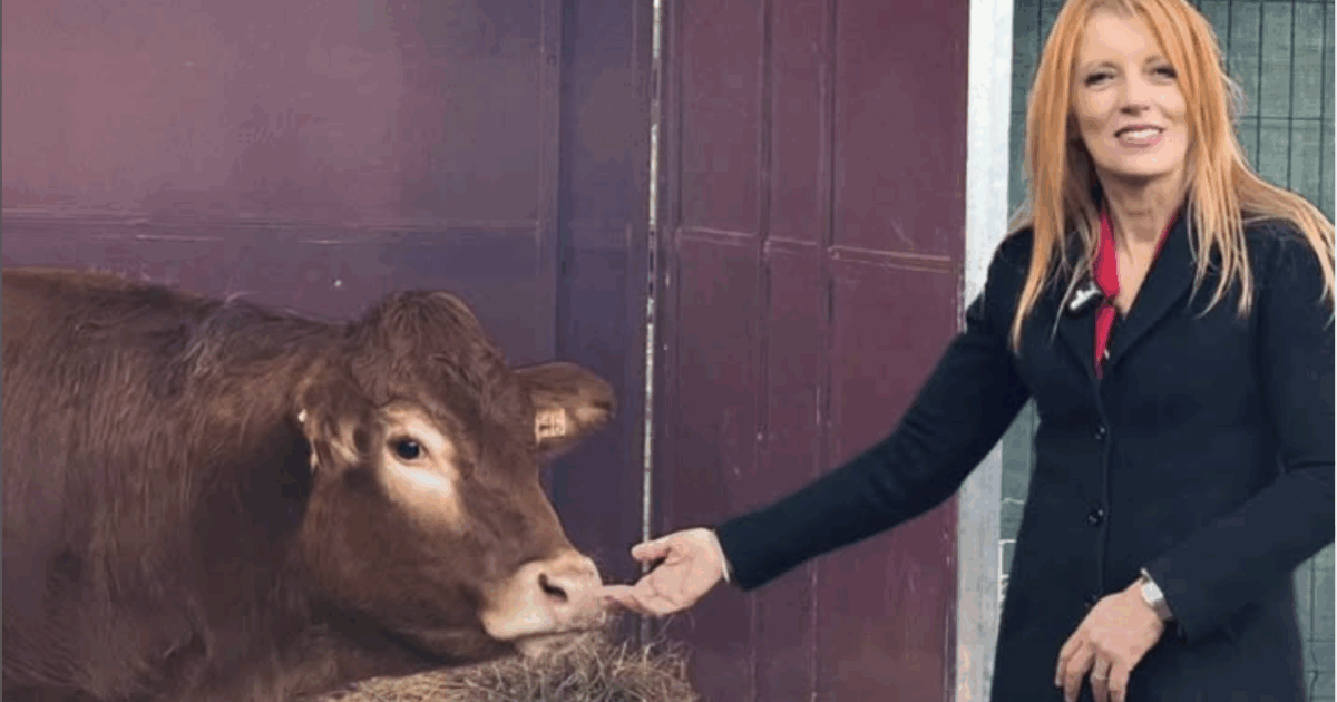 “Abbiamo ritrovato la mucca Minerva, l’ha individuata il pet detective dopo due mesi di latitanza. Per tre volte è scampata alla morte, ora è con la sua amica Miranda”: la storia dell’animale fuggito da un macello