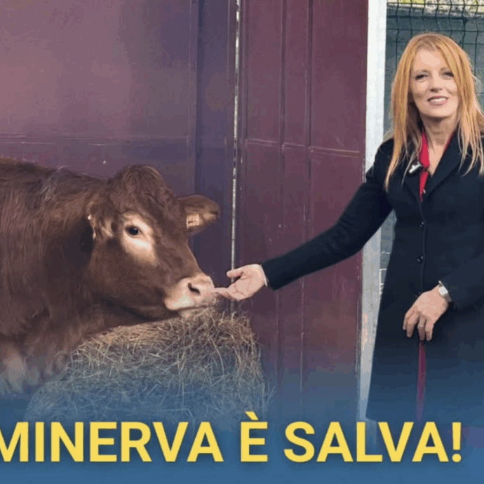 “Abbiamo ritrovato la mucca Minerva, l’ha individuata il pet detective dopo due mesi di latitanza. Per tre volte è scampata alla morte, ora è con la sua amica Miranda”: la storia dell’animale fuggito da un macello