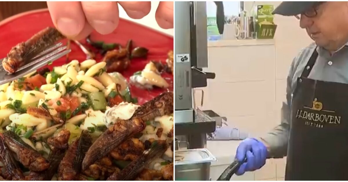 le cavallette e i grilli li faccio fritti ma senza rimuovere l8217esoscheletro sono pi249 croccanti cos236 chef baumgarten presenta il suo men249 a base di insetti da Ilfattoquotidiano.it le cavallette e i grilli li faccio fritti ma senza rimuovere l8217esoscheletro sono pi249 croccanti cos236 chef baumgarten presenta il suo men249 a base di insetti