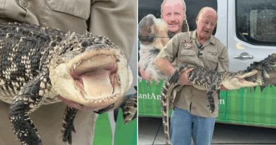 Copertina di “Era in condizioni orribili, non so come sia vivo”: Mamma trova un alligatore nella stanza di suo figlio