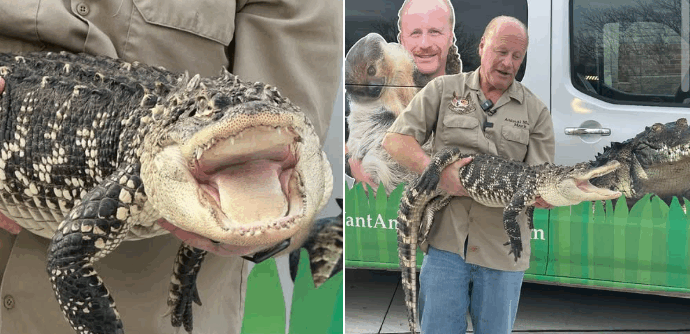 “Era in condizioni orribili, non so come sia vivo”: Mamma trova un alligatore nella stanza di suo figlio