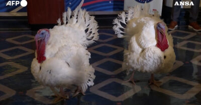 Copertina di Tacchini ospiti dell’hotel a 5 stelle di Washington: Gobble e Waddle trattati da vip prima di incontrare Trump – Video