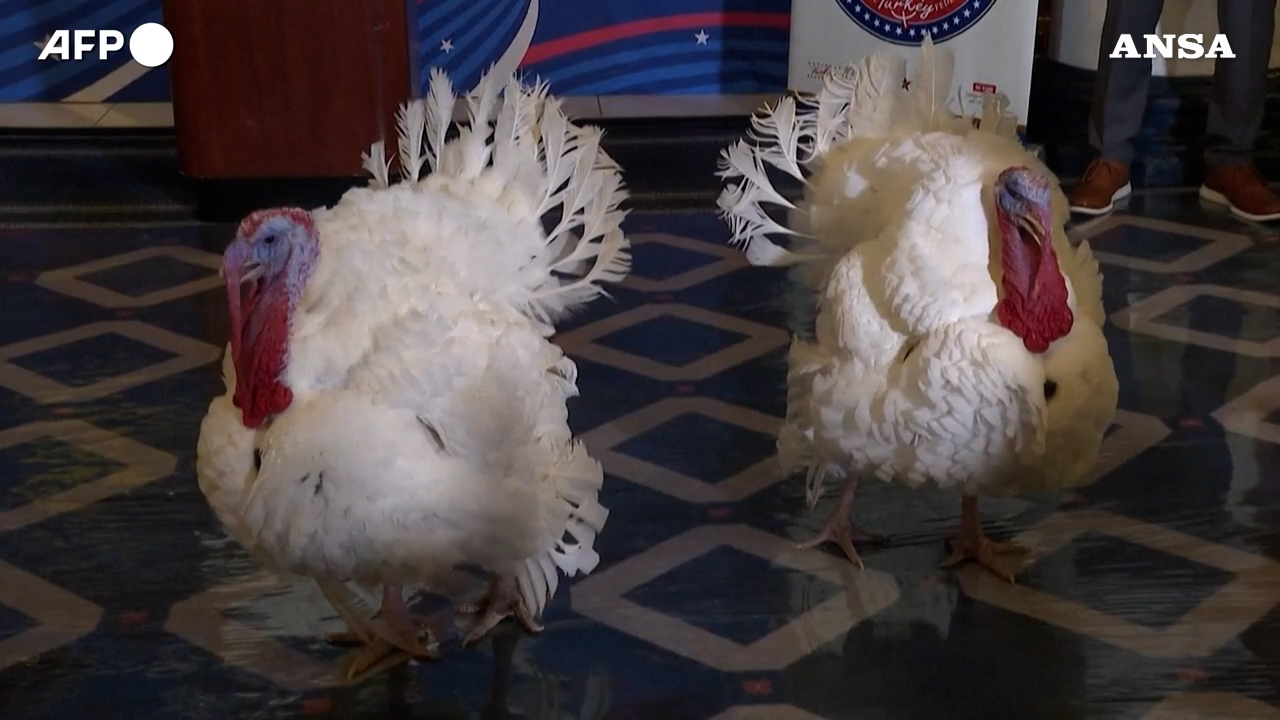 Tacchini ospiti dell’hotel a 5 stelle di Washington: Gobble e Waddle trattati da vip prima di incontrare Trump – Video