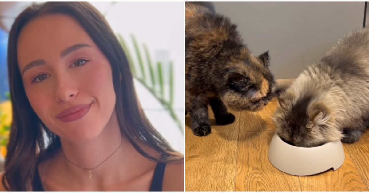 saba non voleva pi249 vivere con me ho dovuto lasciarla andare aurora ramazzotti racconta del legame difficile con il suo gatto da Ilfattoquotidiano.it saba non voleva pi249 vivere con me ho dovuto lasciarla andare aurora ramazzotti racconta del legame difficile con il suo gatto