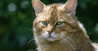 Copertina di “Eradicare” tutti i gatti selvatici con “esche per salsicce avvelenate o veleno sugli alberi entro il 2025”: il piano della Nuova Zelanda