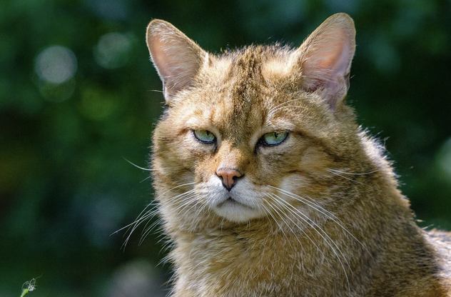 eradicare tutti i gatti selvatici con esche per salsicce avvelenate o veleno sugli alberi entro il 2025 il piano della nuova zelanda