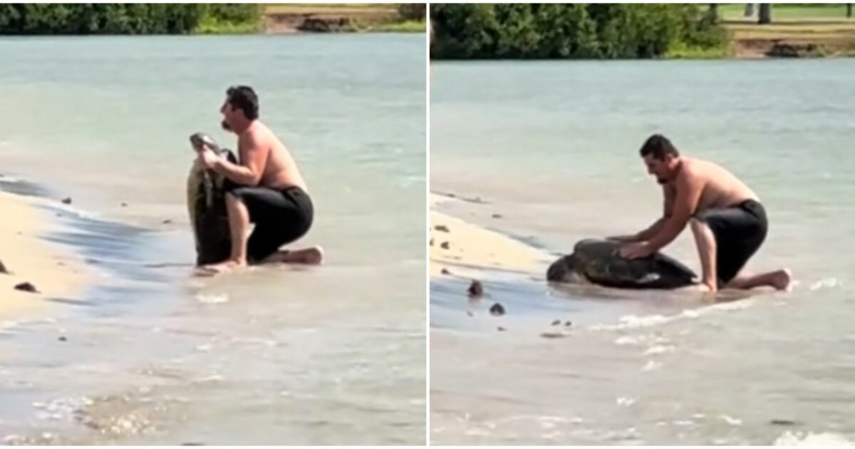 Uomo molesta una tartaruga alle Hawaii per farsi una foto, scoppia la polemica sul Web: “Disgustoso e inquietante”