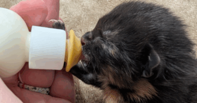 Copertina di La gattina Fallon è resuscitata: affetta da polidattilia era stata trovata in fin di vita in una pozzanghera. Ora è pronta per l’adozione