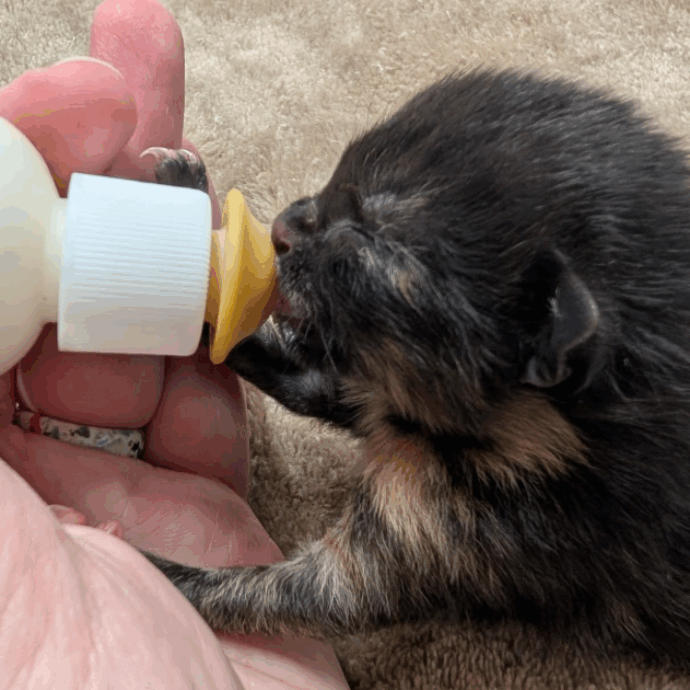 La gattina Fallon è resuscitata: affetta da polidattilia era stata trovata in fin di vita in una pozzanghera. Ora è pronta per l’adozione