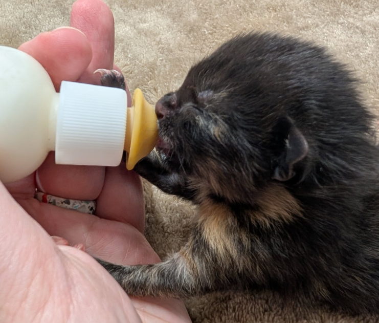 la gattina fallon 232 resuscitata affetta da polidattilia era stata trovata in fin di vita in una pozzanghera ora 232 pronta per l8217adozione