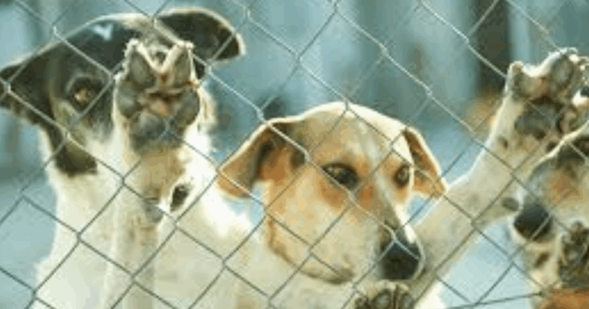 “Dio li ha creati perché fossero mangiati”: il divieto al consumo di carne di cane a Giacarta divide l’opinione pubblica