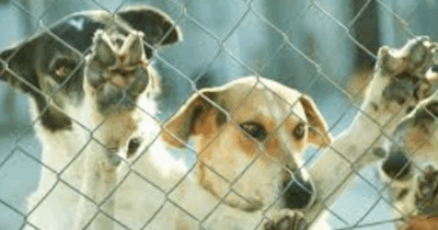 Copertina di “Dio li ha creati perché fossero mangiati”: il divieto al consumo di carne di cane a Giacarta divide l’opinione pubblica