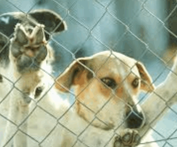 “Dio li ha creati perché fossero mangiati”: il divieto al consumo di carne di cane a Giacarta divide l’opinione pubblica