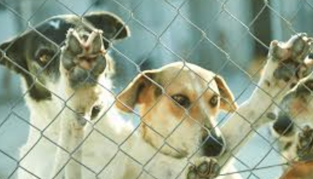 dio li ha creati perch233 fossero mangiati il divieto al consumo di carne di cane a giacarta divide l8217opinione pubblica