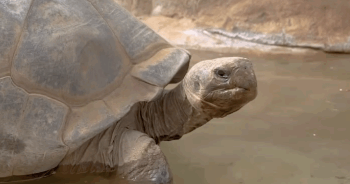 È morta a 141 anni “una presenza silenziosa e costante, passata dalle fotografie in bianco e nero ai social”: addio alla tartaruga Gramma – Video