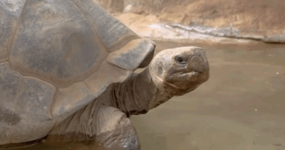 Copertina di È morta a 141 anni “una presenza silenziosa e costante, passata dalle fotografie in bianco e nero ai social”: addio alla tartaruga Gramma – Video