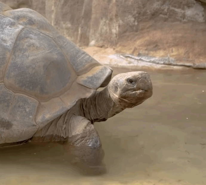 È morta a 141 anni “una presenza silenziosa e costante, passata dalle fotografie in bianco e nero ai social”: addio alla tartaruga Gramma – Video