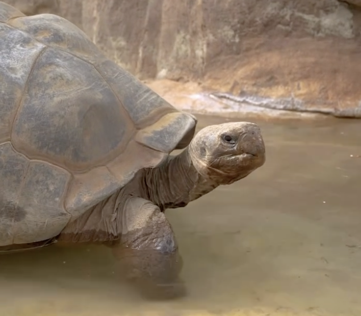 200 morta a 141 anni una presenza silenziosa e costante passata dalle fotografie in bianco e nero ai social addio alla tartaruga gramma 8211 video