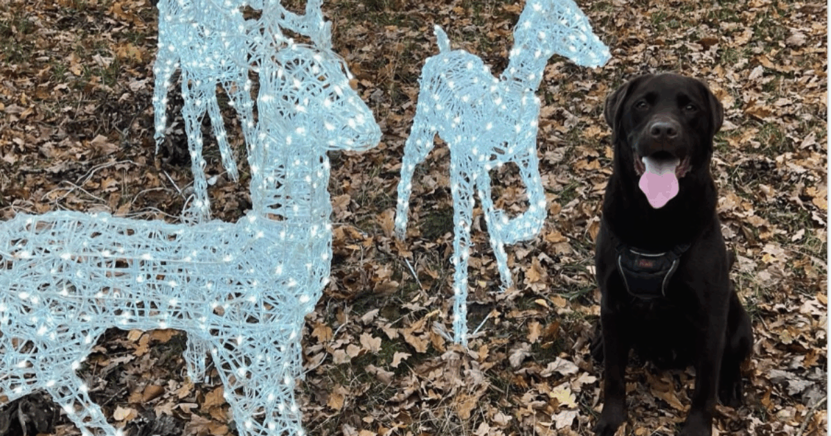 Una misteriosa malattia rara colpisce i cani di Re Carlo, scatta l’allarme: “I sintomi peggiorano nel giro di ore, tenete lontani gli animali dal parco di Sandringham”