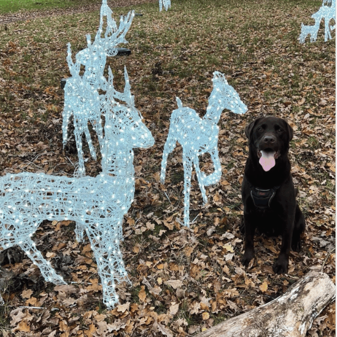 Una misteriosa malattia rara colpisce i cani di Re Carlo, scatta l’allarme: “I sintomi peggiorano nel giro di ore, tenete lontani gli animali dal parco di Sandringham”