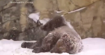 Copertina di La neve non spaventa l’orso bruno Tim: così l’esemplare si rotola tra i fiocchi allo zoo di Chicago