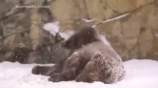 La neve non spaventa l’orso bruno Tim: così l’esemplare si rotola tra i fiocchi allo zoo di Chicago La neve non spaventa l’orso bruno Tim: così l’esemplare si rotola tra i fiocchi allo zoo di Chicago