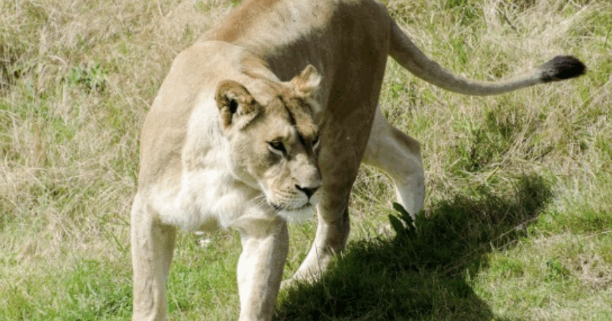 19enne scavalca un muro di sei metri e si butta nel recinto dello zoo: una leonessa lo sbrana sotto gli occhi degli altri visitatori