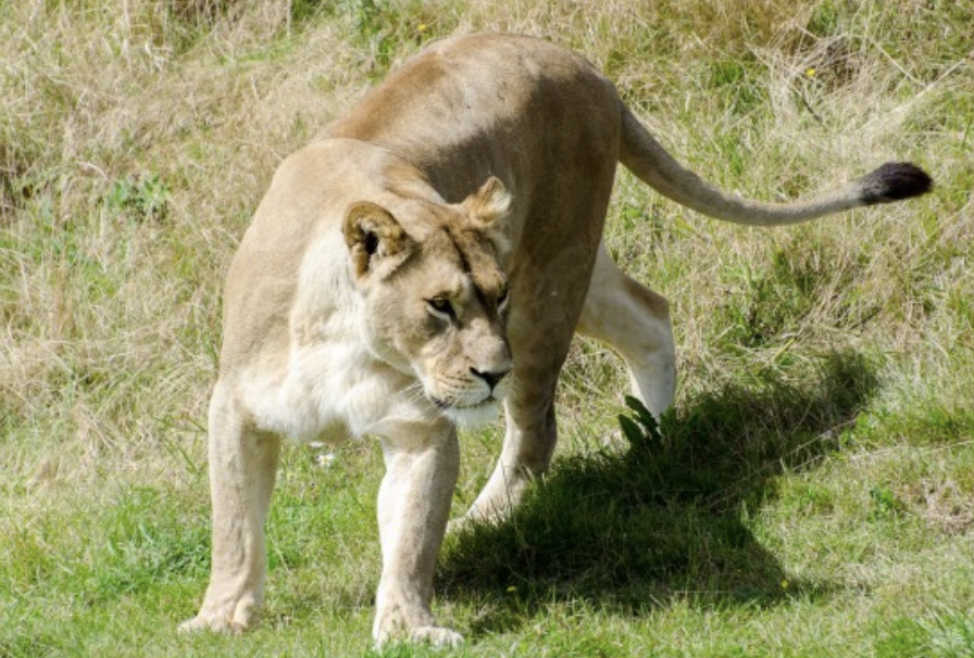19enne scalvaca un muro di sei metri e si butta nel recinto dello zoo: una leonessa lo sbrana sotto gli occhi degli altri visitatori