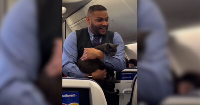 Copertina di Gatto ruba la scena all’assistente di volo durante la dimostrazione per la sicurezza a bordo, poi miagola cercando il proprietario – Video