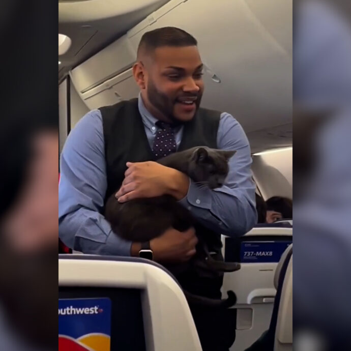 Gatto ruba la scena all’assistente di volo durante la dimostrazione per la sicurezza a bordo, poi miagola cercando il proprietario – Video