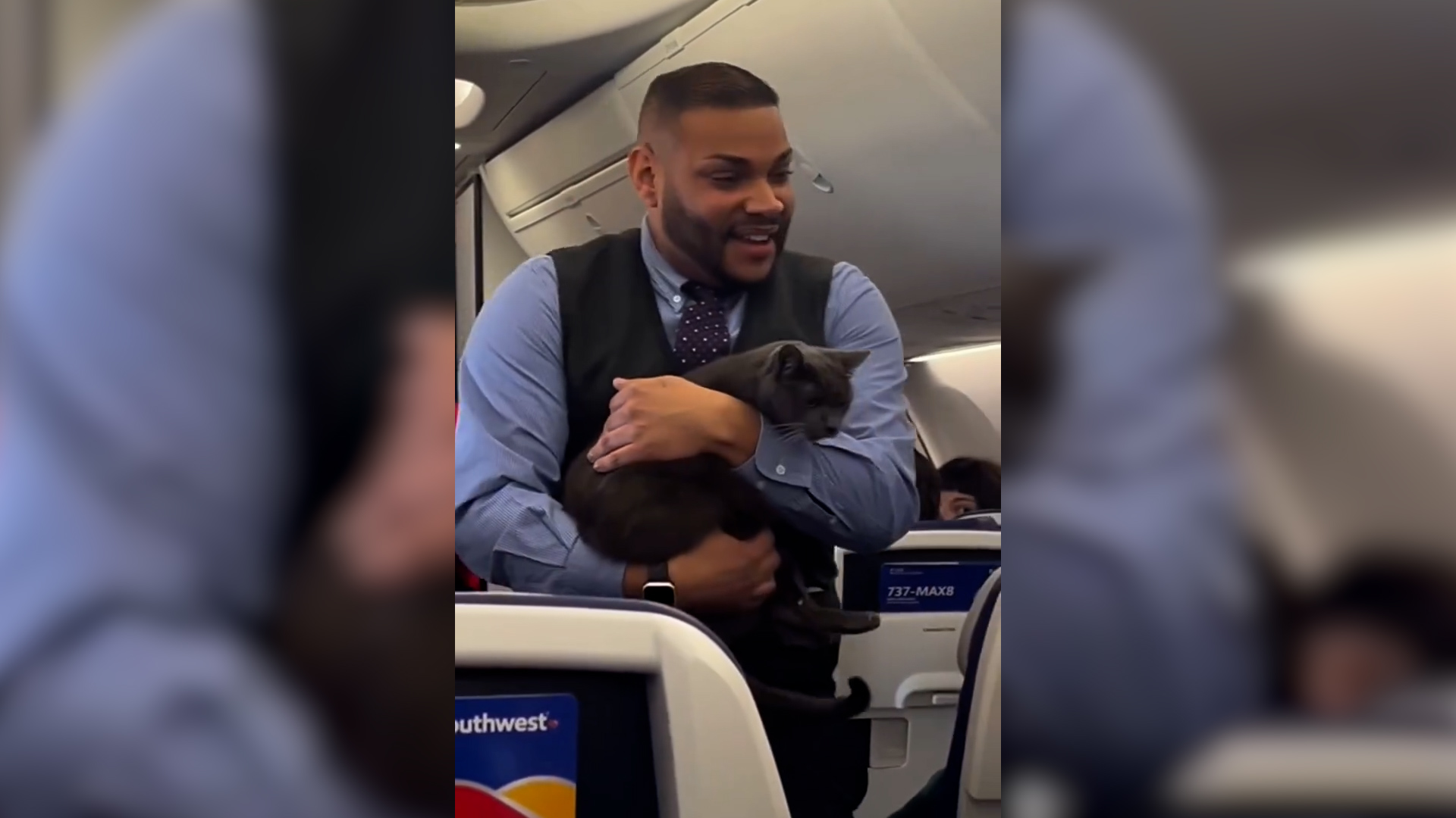 gatto ruba la scena all8217assistente di volo durante la dimostrazione per la sicurezza a bordo poi miagola cercando il proprietario 8211 video