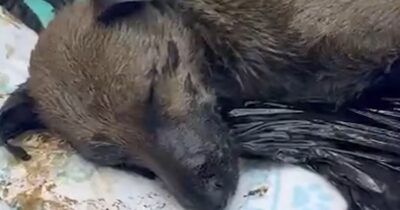 Copertina di Cane rimane intrappolato nel catrame perché il cantiere non aveva protezioni: Luciano è tornato a vivere dopo tre giorni di lotta