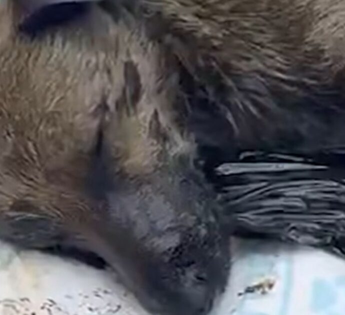 Cane rimane intrappolato nel catrame perché il cantiere non aveva protezioni: Luciano è tornato a vivere dopo tre giorni di lotta