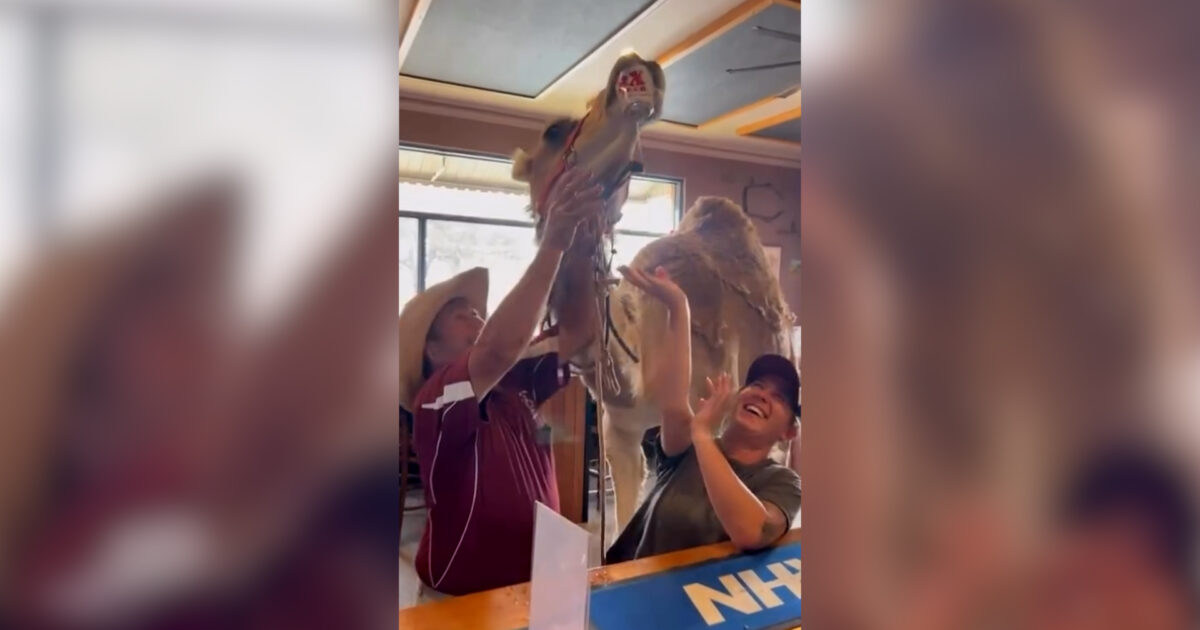 Il cliente che non ti aspetti: cammello entra in un pub e “ordina” una birra – Video