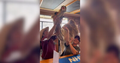 Copertina di Il cliente che non ti aspetti: cammello entra in un pub e “ordina” una birra – Video