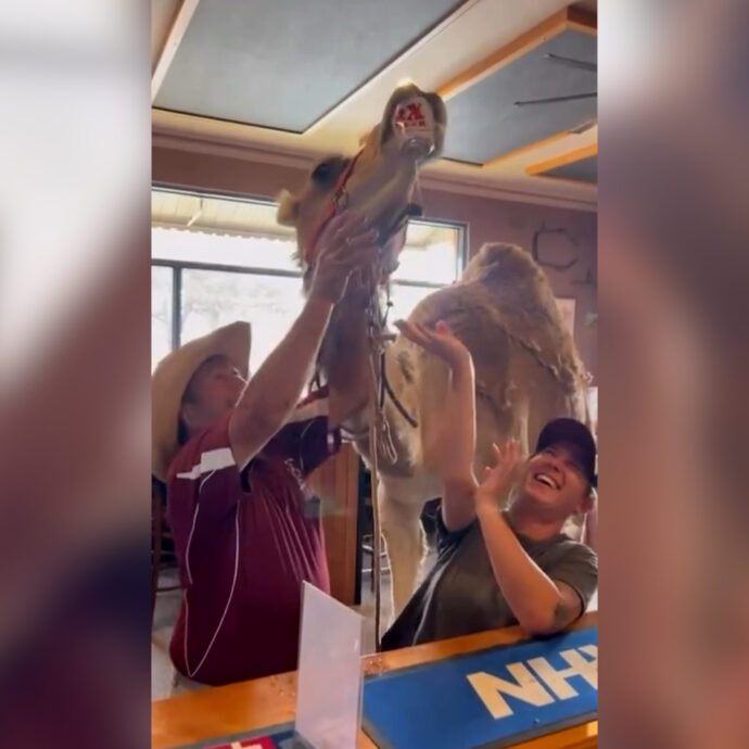 Il cliente che non ti aspetti: cammello entra in un pub e “ordina” una birra – Video