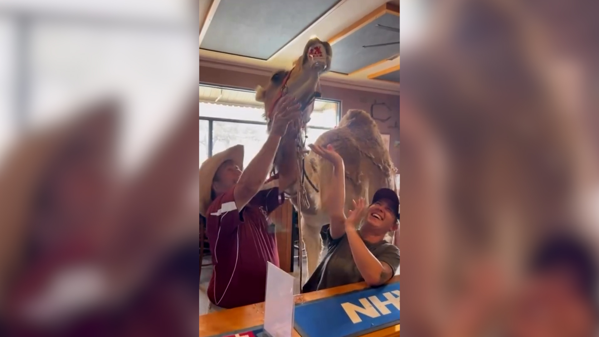 il cliente che non ti aspetti cammello entra in un pub e ordina una birra 8211 video da Ilfattoquotidiano.it il cliente che non ti aspetti cammello entra in un pub e ordina una birra 8211 video