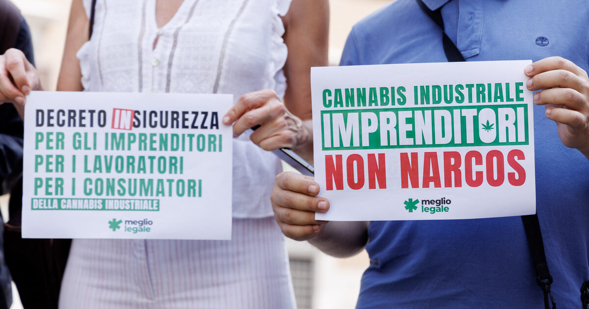 Cannabis light, il decreto Sicurezza arriva alla Consulta: il tribunale di Brindisi solleva dubbi sul bando alle infiorescenze