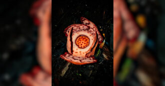 Copertina di “Un incontro che cambia la vita”: biologi trovano il fiore più grande (e puzzolente) al mondo. L’emozione della scoperta in un video