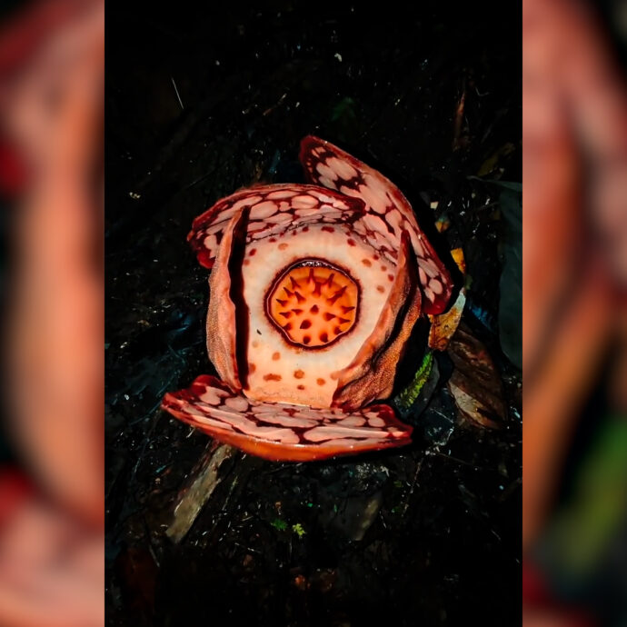 “Un incontro che cambia la vita”: biologi trovano il fiore più grande (e puzzolente) al mondo. L’emozione della scoperta in un video