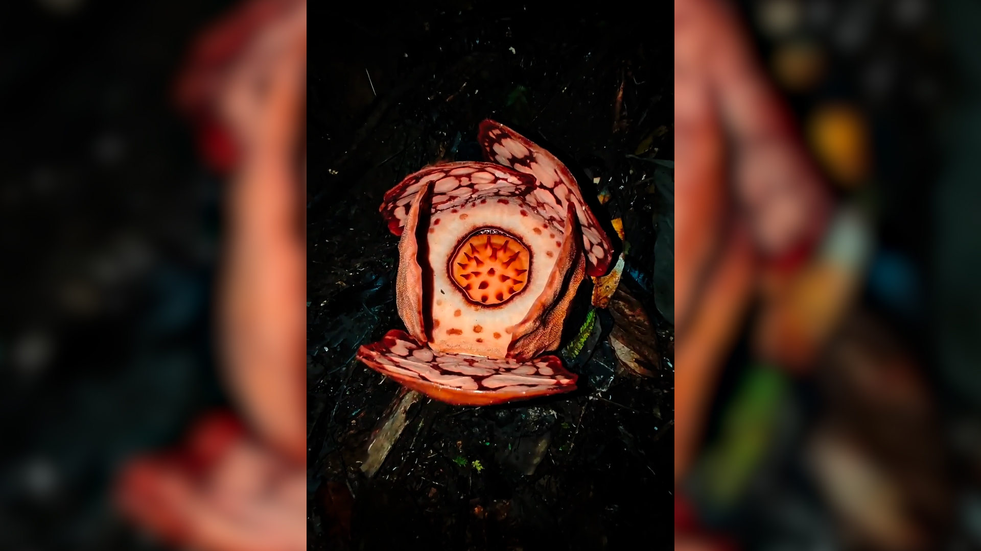 “Un incontro che cambia la vita”: biologi trovano il fiore più grande (e puzzolente) al mondo. L’emozione della scoperta in un video